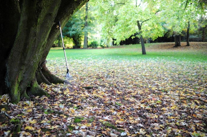 Râteau contre un arbre avec des feuilles tombées au sol