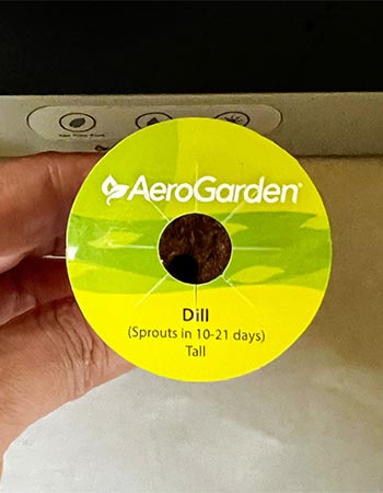 Une gousse de graines d'aneth pour la récolte AeroGarden