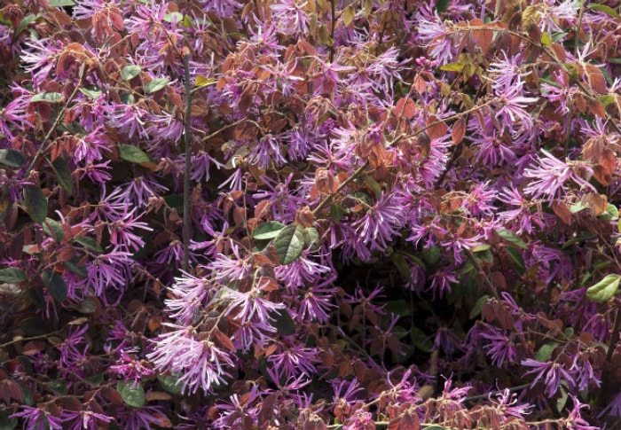 8 fleurs d'hiver colorées à connaître - La fleur chinoise à franges