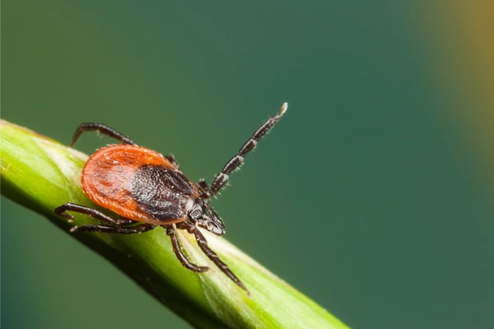 11 nuisibles qui représentent une menace pour vos animaux de compagnie