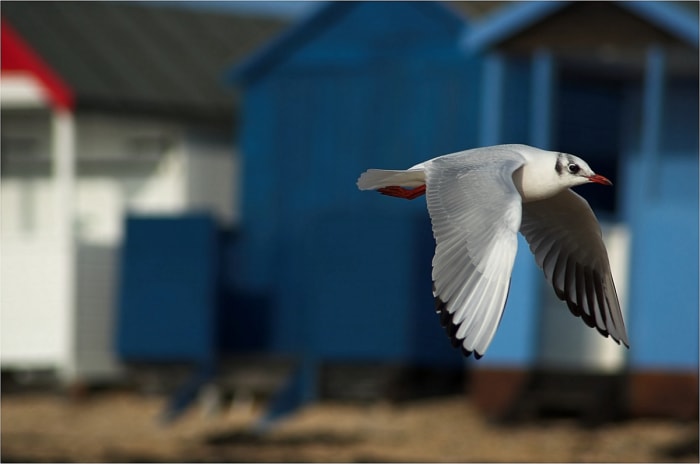 12 façons de prédire le temps en observant la nature dans votre jardin - flying bird