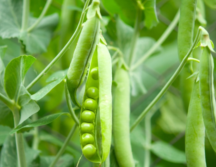 Plante de pois avec des cosses de pois poussant dans le jardin.