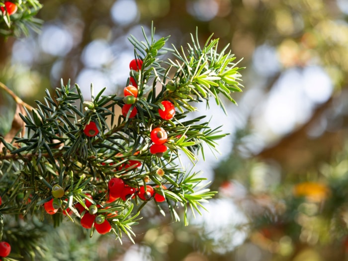 Branche d'if anglais vert avec des baies rouges.