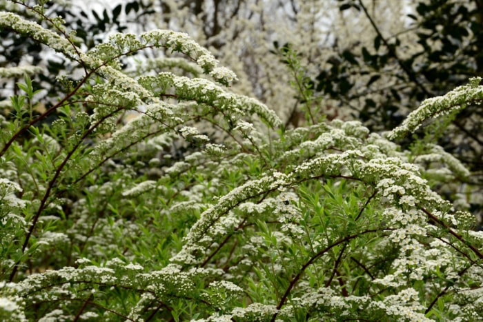 Arbustes de spirée à fleurs blanches