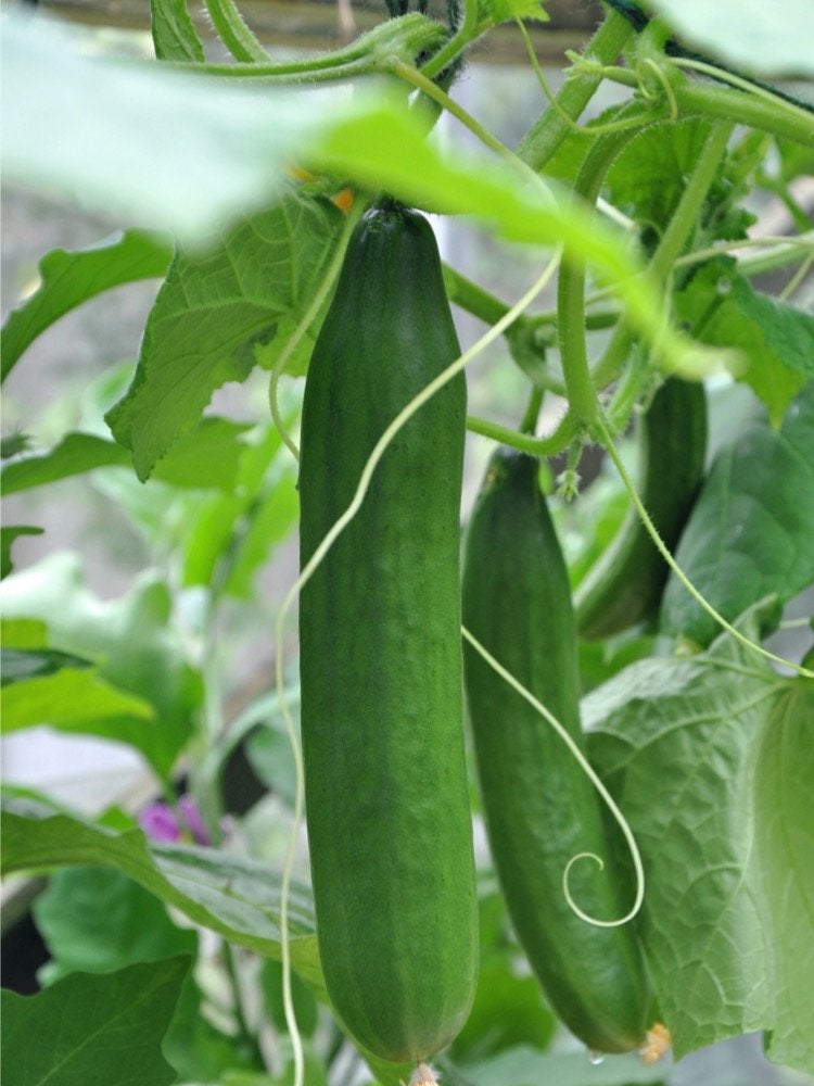 Les légumes, fruits et herbes à croissance rapide pour les jardiniers impatients