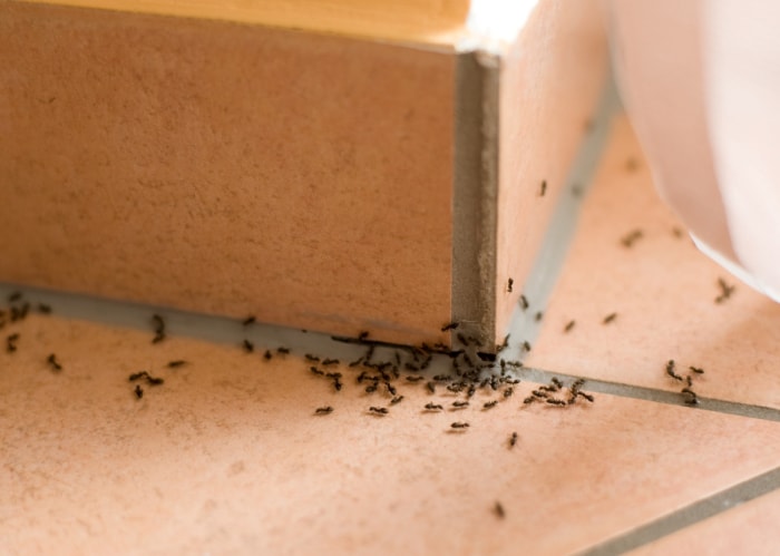 Infestation de fourmis dans un coin de la salle de bains