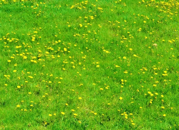 12 façons d’être un bon voisin pour la faune de votre jardin