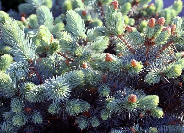 Épicéa bleu nain (Picea pungens 'Globosa')