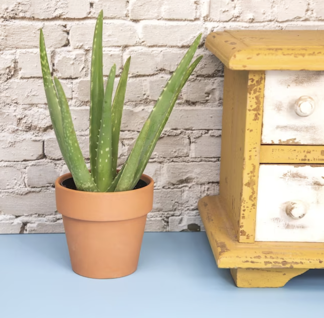 plantes d'intérieur-aloe-vera-plant-en-pot-de-terra-cotta-près-de-l'orange-et-du-coiffeur-blanc