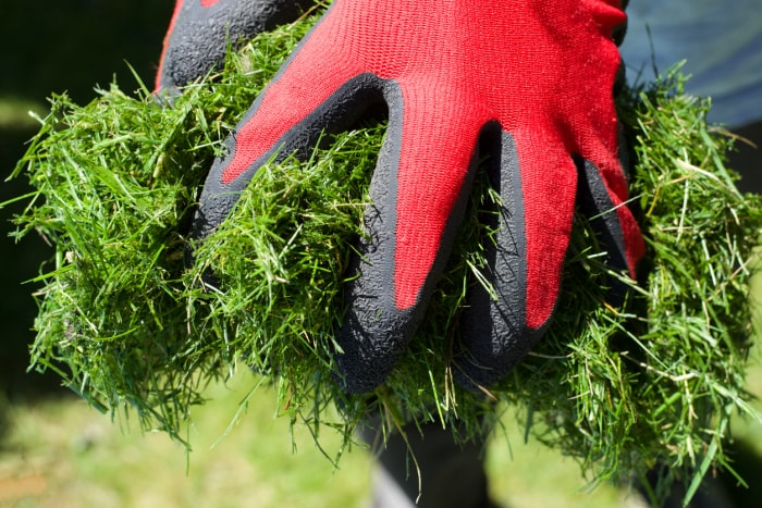 Gros plan d'un jardinier portant des gants rouges et noirs tenant des tontes d'herbe dans son jardin. Pelouse fraîchement tondue. Photo conceptuelle de travail de jardin