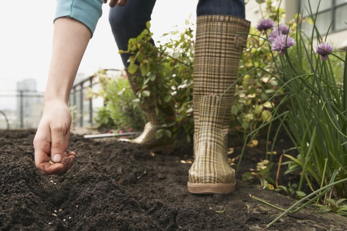 Une personne plantant des graines dans un jardin chaotique à la maison.