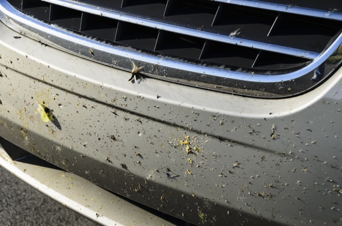 L'avant d'une voiture couverte d'insectes morts lors d'un voyage en voiture.