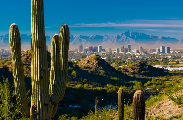 Cactus avec paysage urbain en arrière-plan