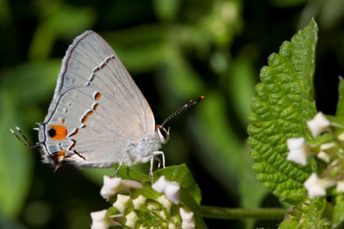 types de papillons