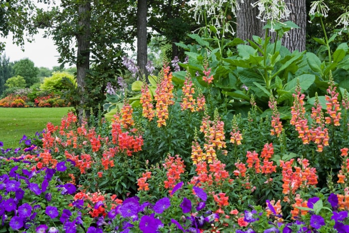 Fleurs de mufliers jaunes et orange poussant dans le jardin avec d'autres fleurs violettes.