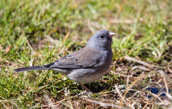 Petit oiseau gris sur le sol