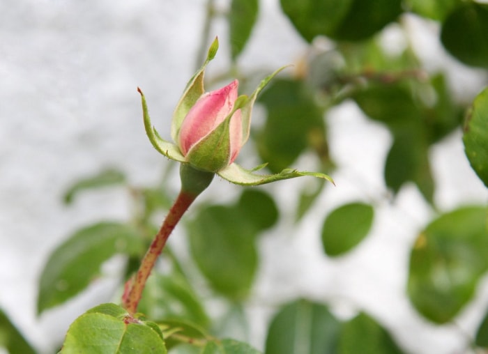 10 façons de laisser la nature faire le travail de jardinage à votre place