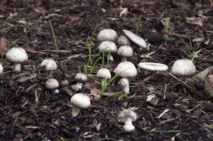 Les champignons sur la pelouse : signe d'un sol sain