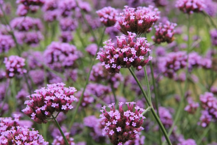 plantes résistantes aux lapins