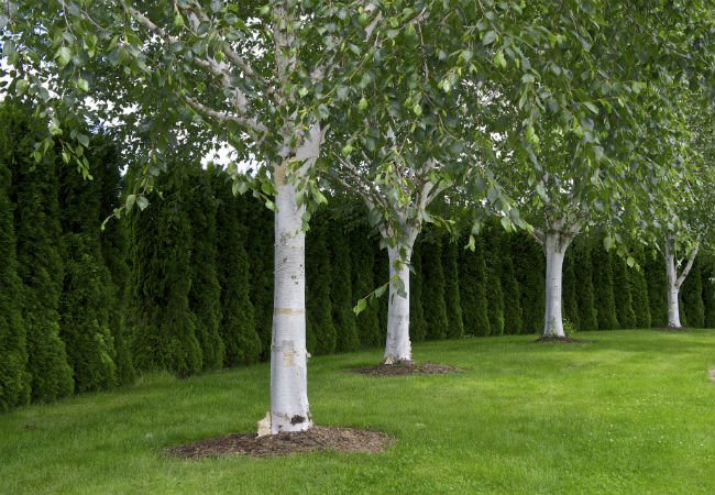 4 arbres à écorce blanche – Le bouleau de l’Himalaya