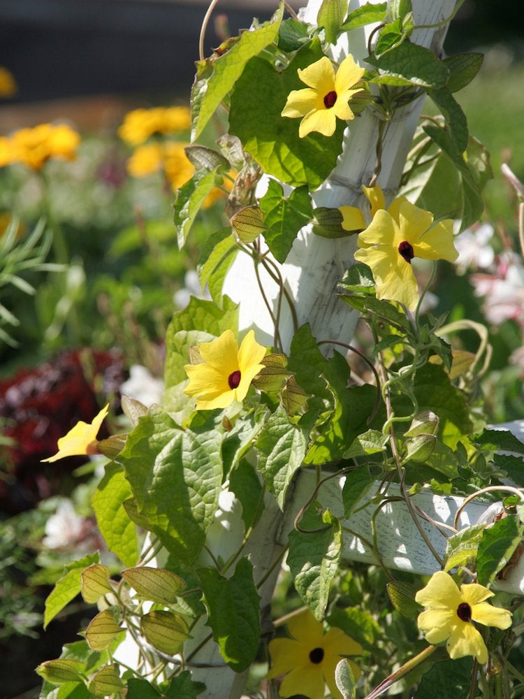 Plantes grimpantes en fleurs : 8 remèdes pour le jardin commun