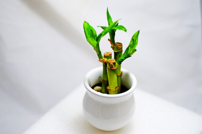 plantes qui poussent dans l'eau - bambou en pot