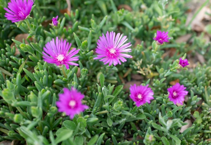 Une grappe de fleurs violettes d'Iceplant.