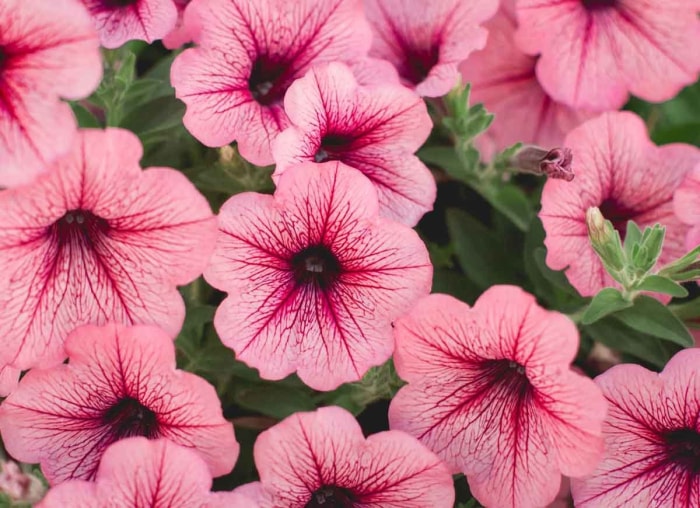 14 fleurs durables pour votre jardin