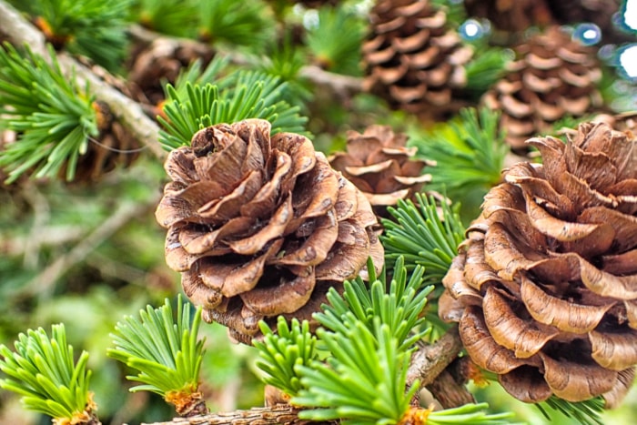 12 façons de prédire le temps en observant la nature dans votre jardin - pommes de pin sur un arbre