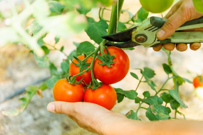 Mains récoltant des tomates rouges sur vigne avec des cisailles.