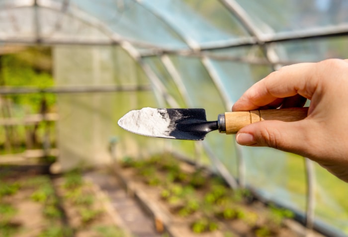 Une main tient une petite pelle avec du bicarbonate de soude devant une serre avec des plantes.