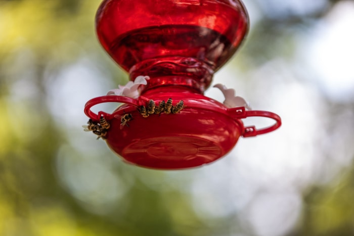 Comment éloigner les abeilles des mangeoires à colibris