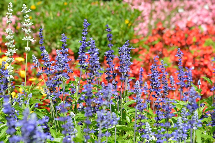 plantes résistantes aux lapins