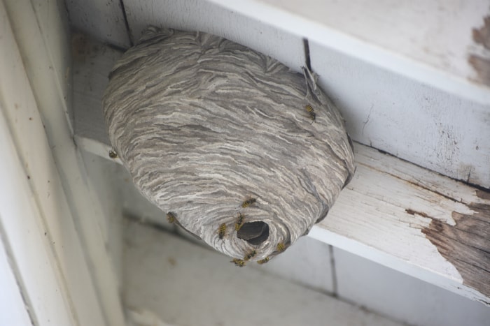 frelon contre guêpe