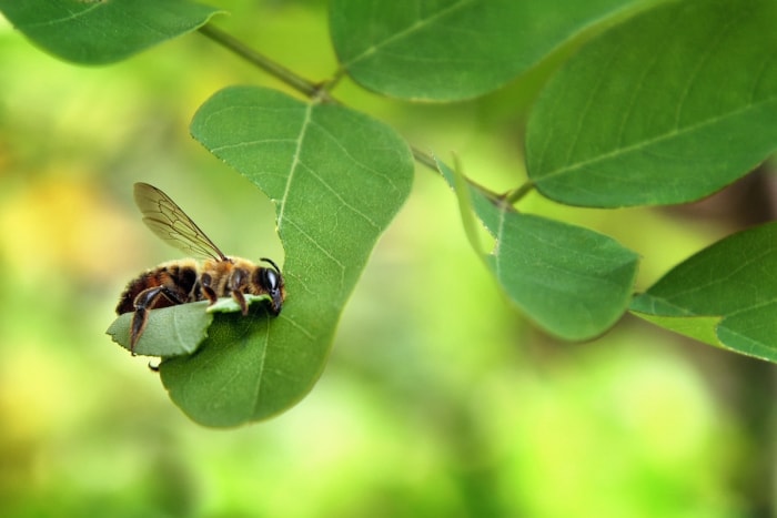 types d'abeilles - abeille coupeuse de feuilles