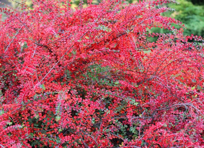 Ces plantes populaires pourraient en fait être mauvaises pour votre jardin