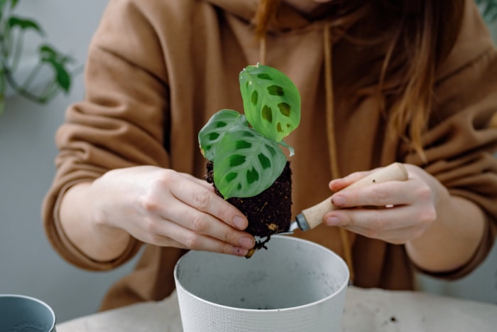 Mains d'une femme tenant une jeune plante d'intérieur calathea maranta sur une pelle, prête à être mise en pot ou transplantée d'un pot de fleurs temporaire dans un pot de fleurs en plastique. Jardinage d'intérieur ou à domicile.