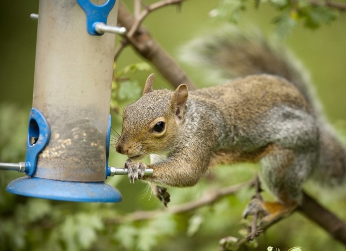 20 conseils pour éloigner toutes les bestioles de votre cour et de votre jardin