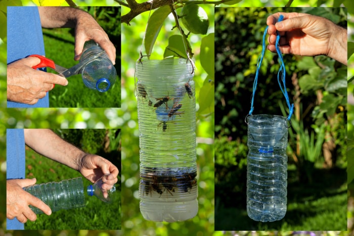 Voici comment fabriquer un piège artisanal pour les abeilles frelons asiatiques. Introduisez le liquide qui les attire, composé d'eau, de sucre et de levure.