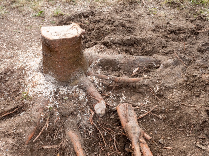 Une souche d'arbre qui a été déterrée dans un jardin, avec les racines coupées.