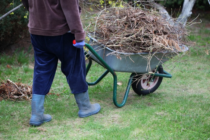 10 signes indiquant qu'un arbre dans votre jardin doit être abattu