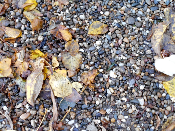 vue rapprochée des feuilles jaunes sur l'allée de gravier