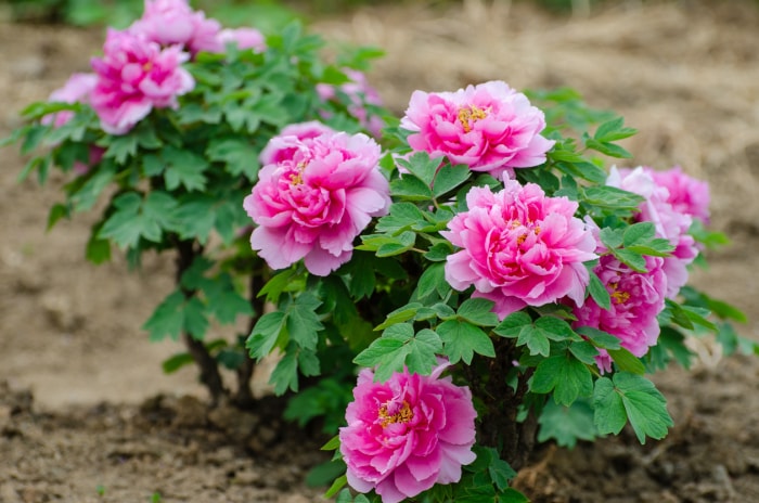 Pivoines rose clair poussant dans un carré de terre.