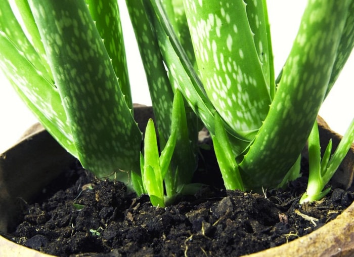 Les 26 meilleures plantes pour la décoration de la salle de bain