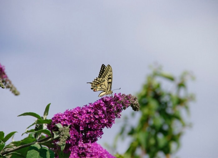 12 façons d’être un bon voisin pour la faune de votre jardin