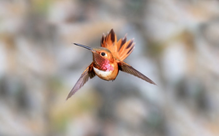 faits sur les colibris