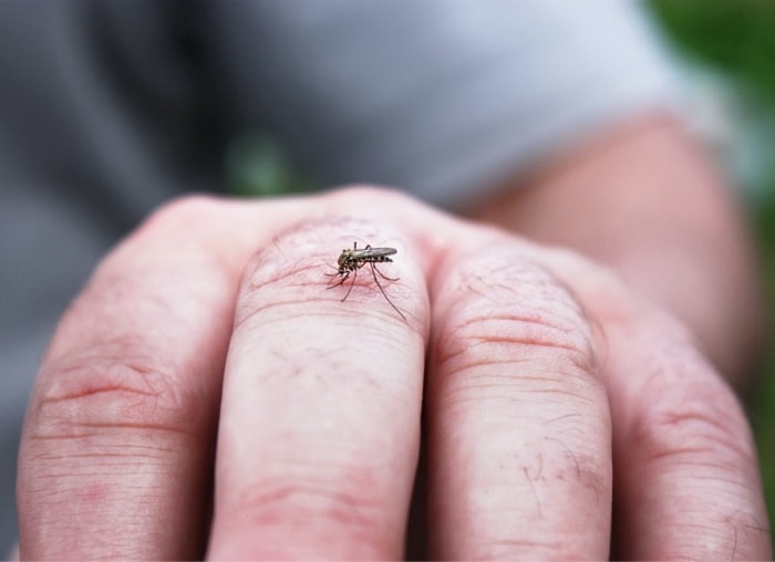 11 croyances sur les moustiques qui ne sont pas vraies