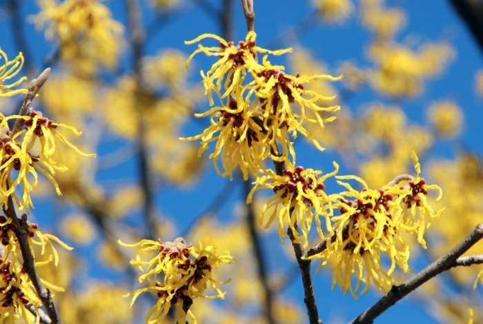 Branche d'hamamélis aux fleurs jaunes