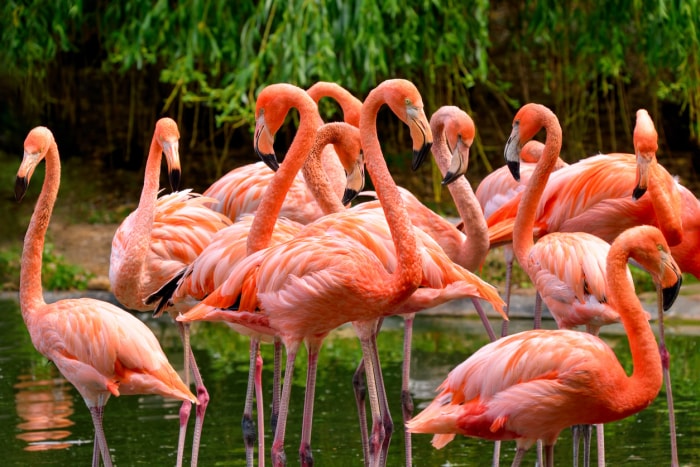 iStock-467072496 oiseaux qui tirent leur couleur de ce qu'ils mangent flamants roses