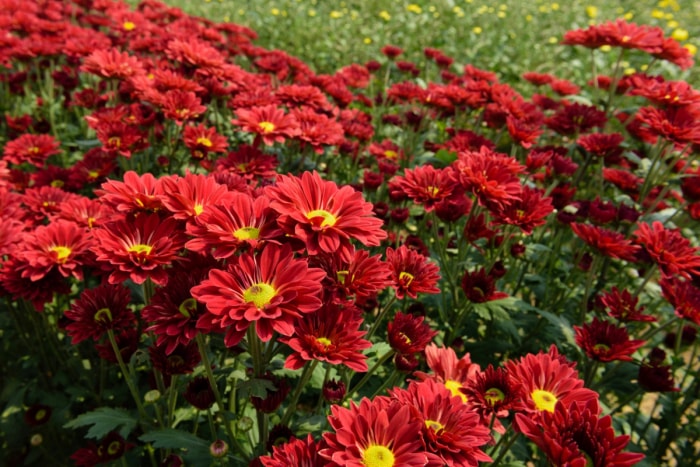 Fleurs de chrysanthème rouge